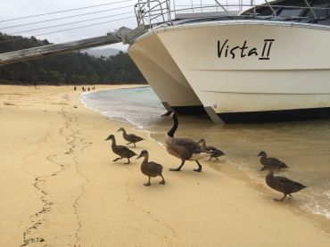 Canada Goose with adopted Duck family in Newzealand?