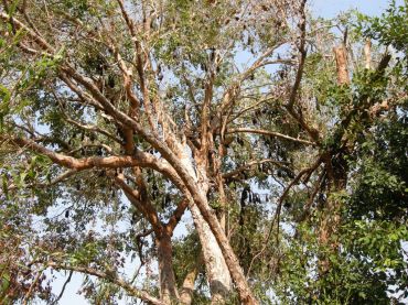 Nitmiluk (Katherine Gorge)